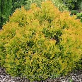 Саджанці Туї західної Рейнголд (Thuja occidentalis Rheingold)