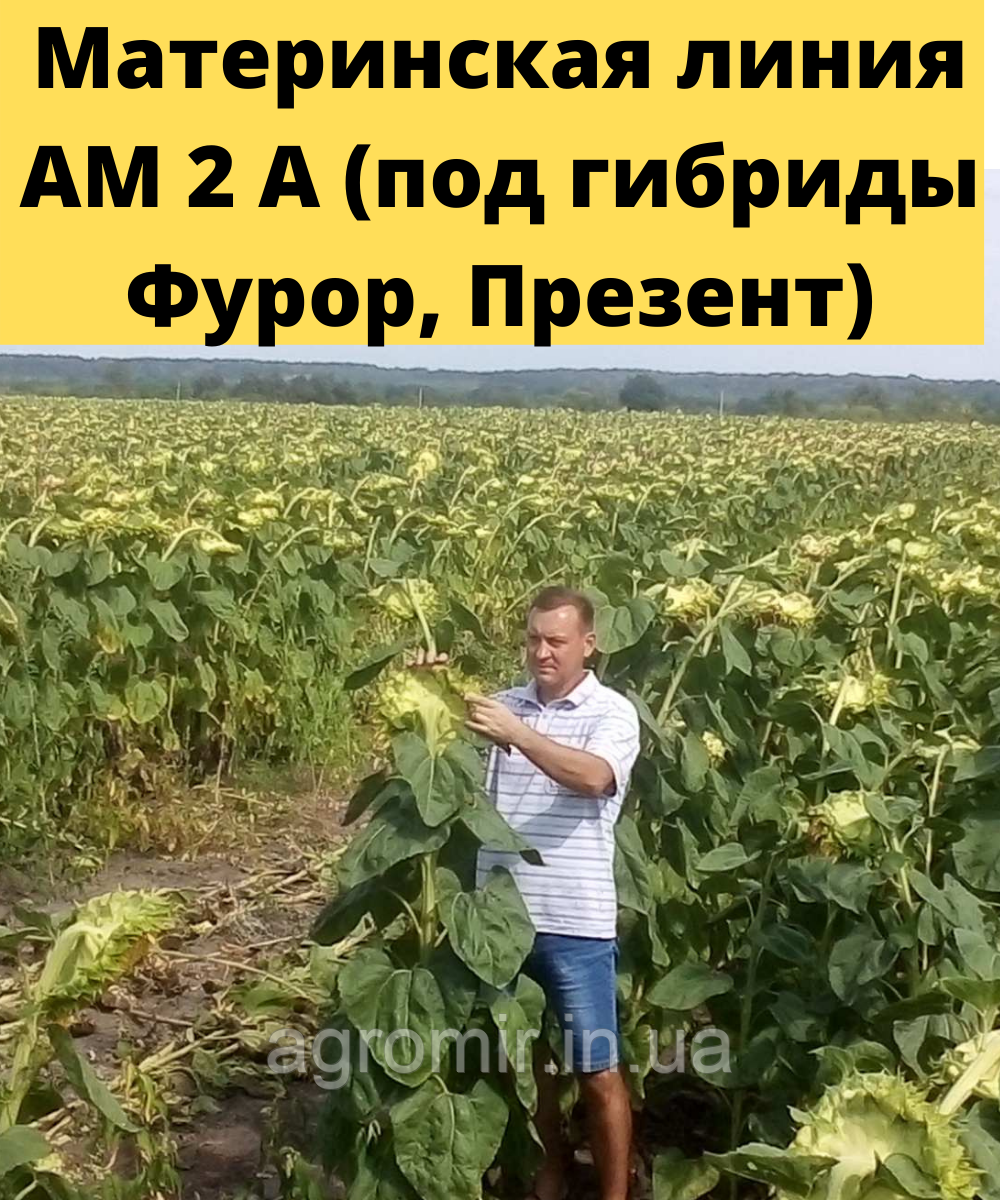 Батьківські форми гібриду соняшника Фурор АМ