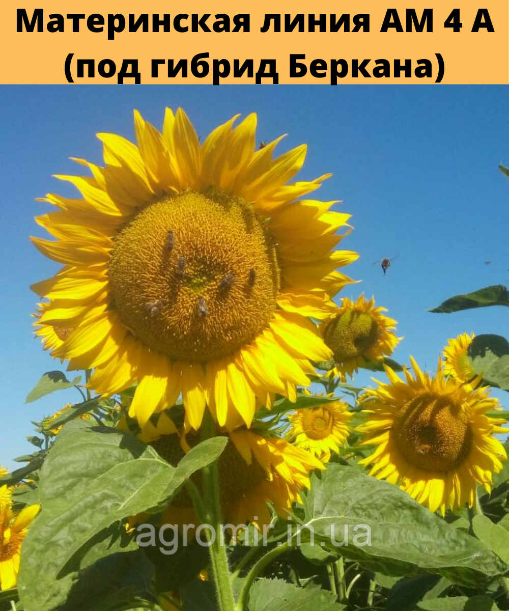 Батьківські форми гібрида соняшнику Беркана АМ
