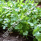 Коріандр Карібе 2 г Bejo, фото 2