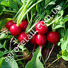 Редис Джолі 20 г Clause, фото 2