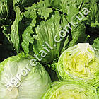 Салат Глендана 30 шт Enza Zaden, фото 2