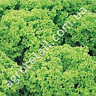 Салат Криска 30 шт Hazera, фото 2