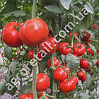 Томат Бобкат F1 20 шт Syngenta, фото 3