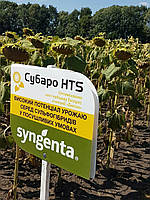 Насіння соняшника гібрид SUBARO (STANDARD), 1 п.о. 150 000 насінин
