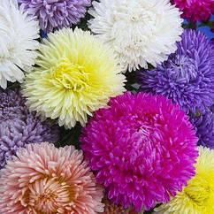 Айстра Леді Корал суміш Професійне насіння 0,1 г