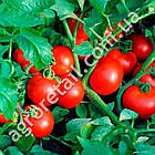 Томат Солероссо F1 100 шт Nunhems, фото 2