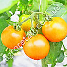 Томат Золота Королева 0.2 г Satimex, фото 3
