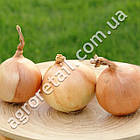 Цибуля Кенді F1 100 шт Seminis, фото 2