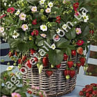 Полуниця ананасова Рейнбоу F1 10 Hem Zaden, фото 2