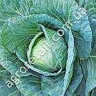 Капуста білокачанна Кам'яна голова 1 г Satimex, фото 2