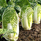 Капуста пекінська Кантонер 0.5 г Традиція, фото 2