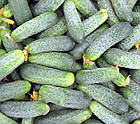 Професійне насіння. Насіння огірок Аякс F1 1000 сем, фото 2