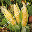 Кукурудза Багратіон F1 100 г Садиба центр, фото 2