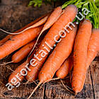 Морква Нантська 10 г GSN Semences, фото 2