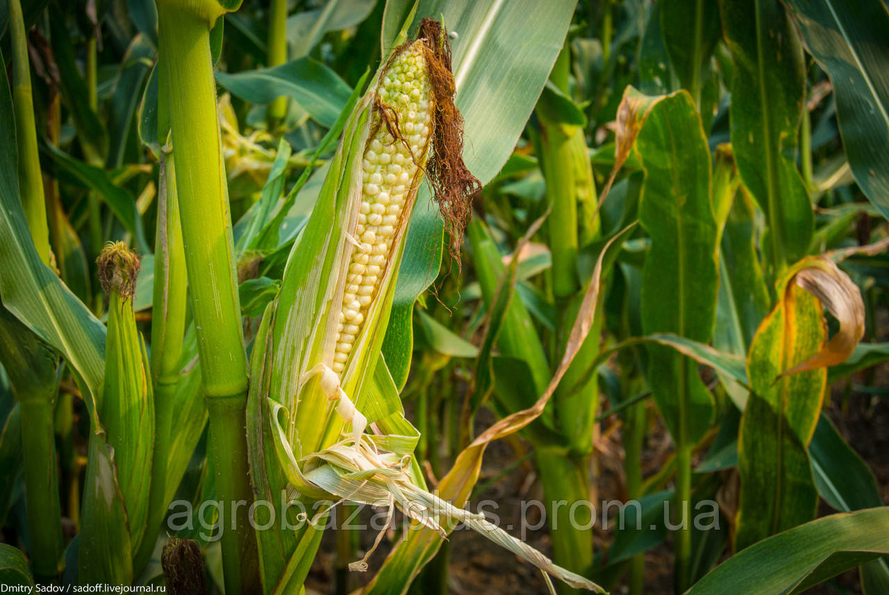 Семена кукурузы БІГБІТ новий