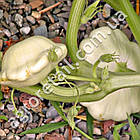 Патисон Патина 10 шт Садиба центр, фото 2