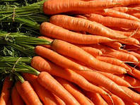 Семена морковь Корал