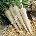 Петрушка коренева Берлінія 0.5 г Традиція, фото 2