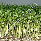 Крес-салат 10 г GSN Semences, фото 2