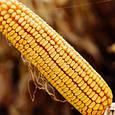Насіння кукурудзи КВС КАВАЛЕР*, фото 2