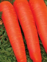 Семена морковь Перфекция