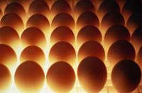 Яйцо инкубационное Декалб Вайт