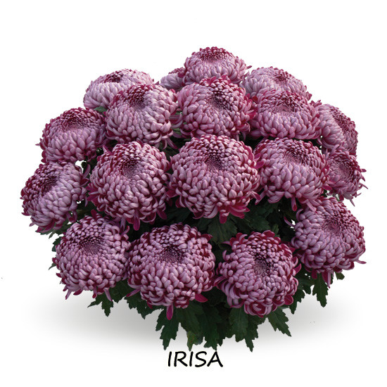 Маточник Хризантема Irisa Purple, фото 1