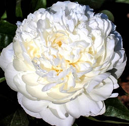 Півонія A. E. Kundred А. Е. Кундред (Kundred 1961) (саджанці)