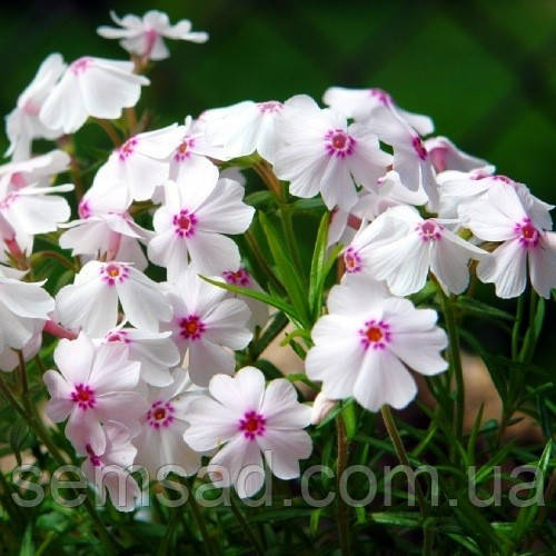 Купить Флокс шиловидный Амазинг Грейс ( саженцы р9 ), цена 55 грн ...