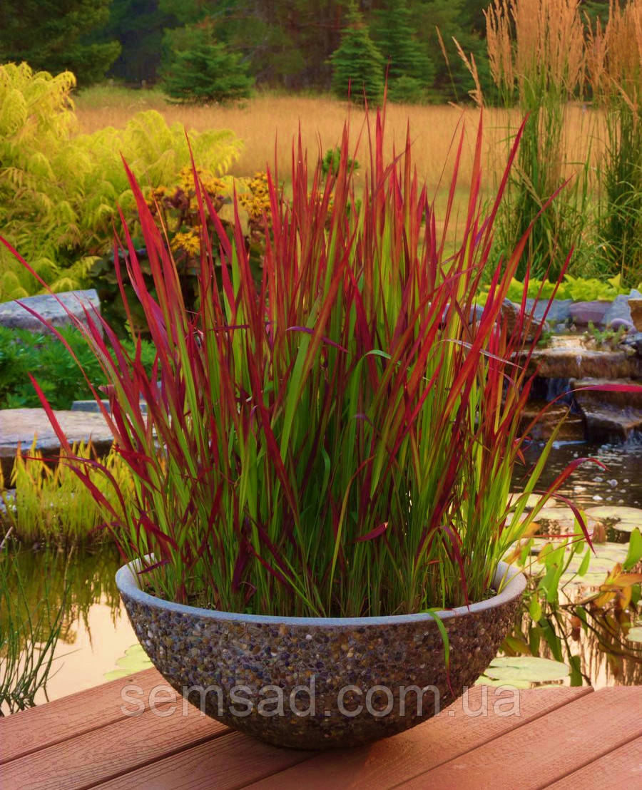 Імперата циліндрична Ред Барон (саджанці  р9 )