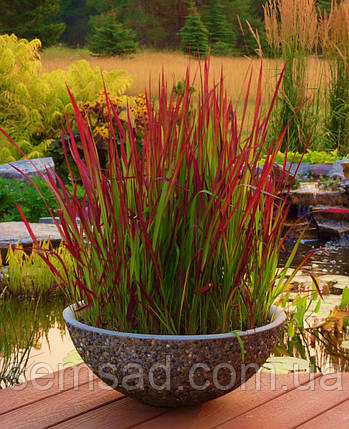 Імперата циліндрична Ред Барон (саджанці  р9 ), фото 1