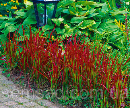 Імперата циліндрична Ред Барон (саджанці  р9 ), фото 2