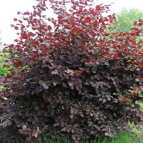 Саджанці фундука Сирена однорічний відвід, фото 1