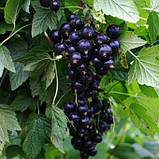 Чорна смородина "КРАСА ЛЬВОВА", фото 3