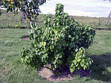 Чорна смородина "КРАСА ЛЬВОВА", фото 5
