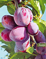 Cлива Амерс