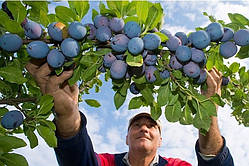 Слива "Чачакська Лепотика"