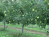 Яблуня Семиренко, фото 3