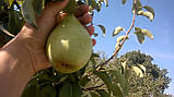 Груша Ноябрска, фото 6
