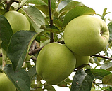Яблуня Голден Делішес, фото 3