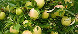 Яблуня Голден Делішес, фото 5
