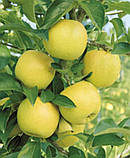 Яблуня Голден Делішес, фото 8