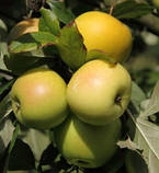 Яблуня Мутсу (зимова), фото 3