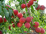 Персик Редхейвен, фото 3