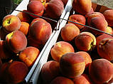 Персик Редхейвен, фото 8