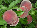Персик Редхейвен, фото 9