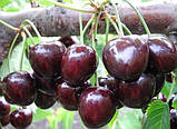 Черешня Мелітопольська, фото 2