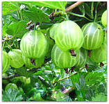 Аґрус Малахіт, фото 2