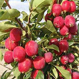 Яблуня Райка, фото 2